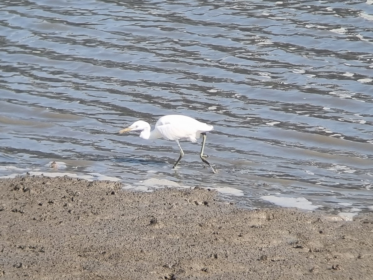 Chinese Egret - ML640867242