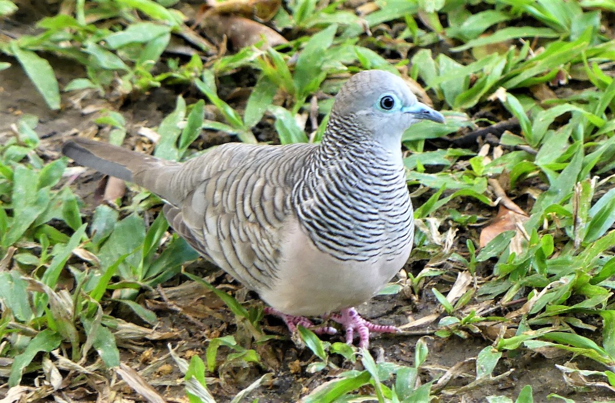 Peaceful Dove - ML640867244
