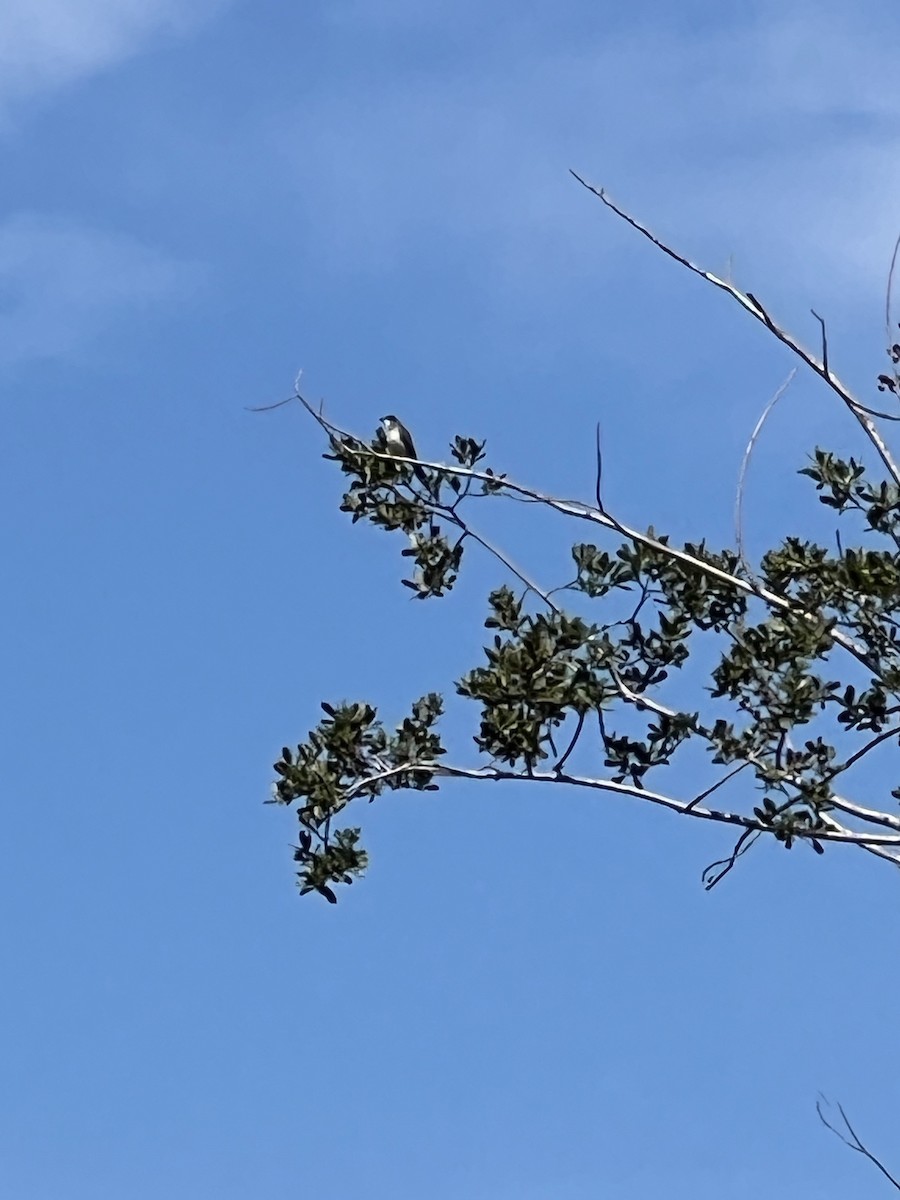 Eastern Kingbird - ML640867290