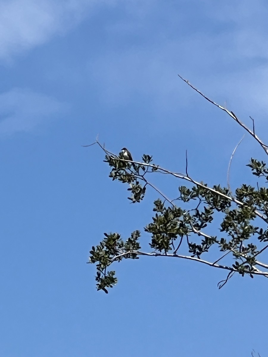 Eastern Kingbird - ML640867291