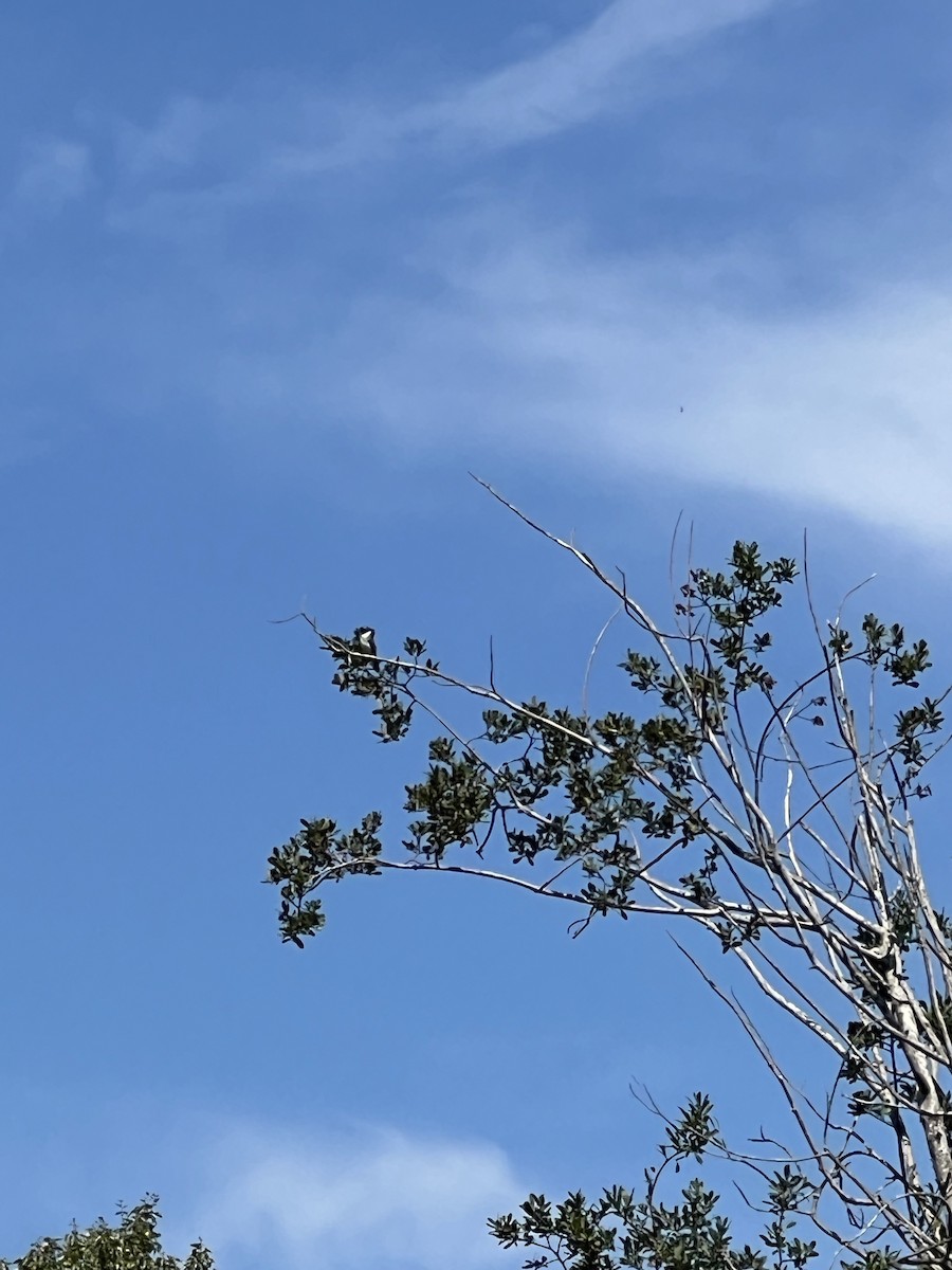 Eastern Kingbird - ML640867292