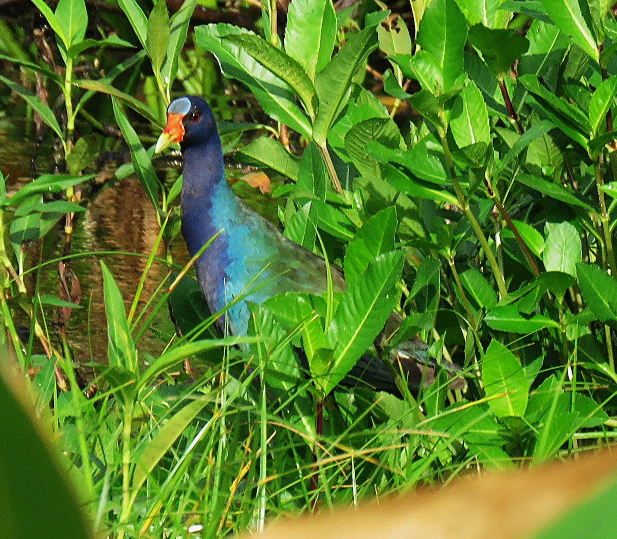 Purple Gallinule - ML640867296