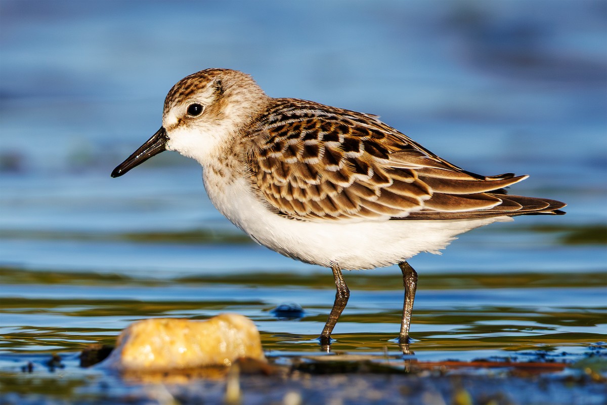 Semipalmated Sandpiper - ML640867300