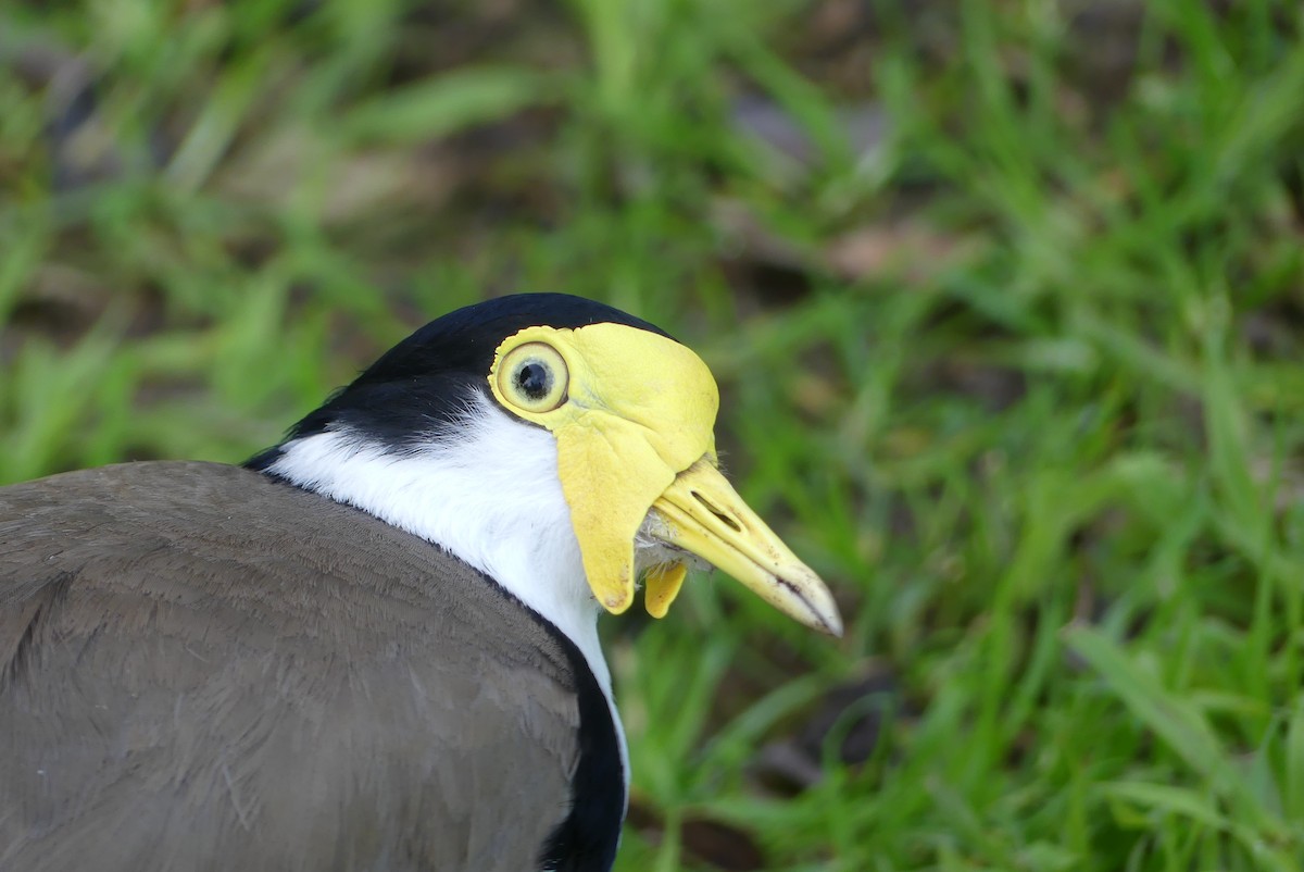 Masked Lapwing - ML640867301
