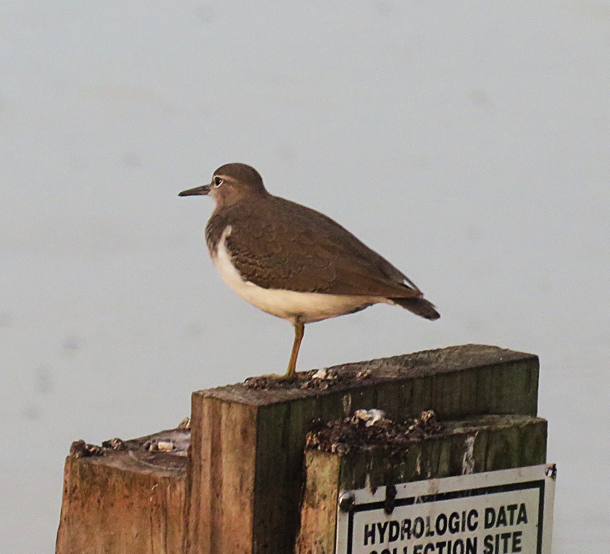 Spotted Sandpiper - ML640867306