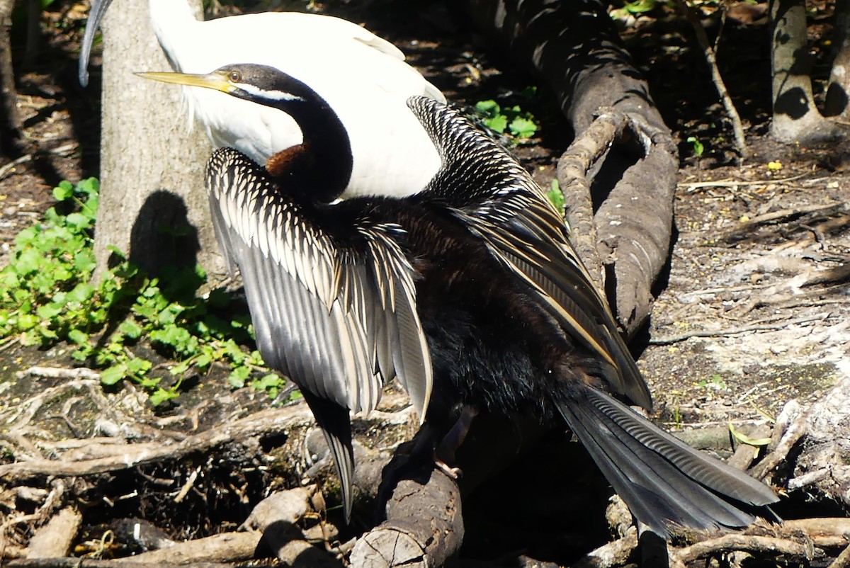Australasian Darter - ML640867329