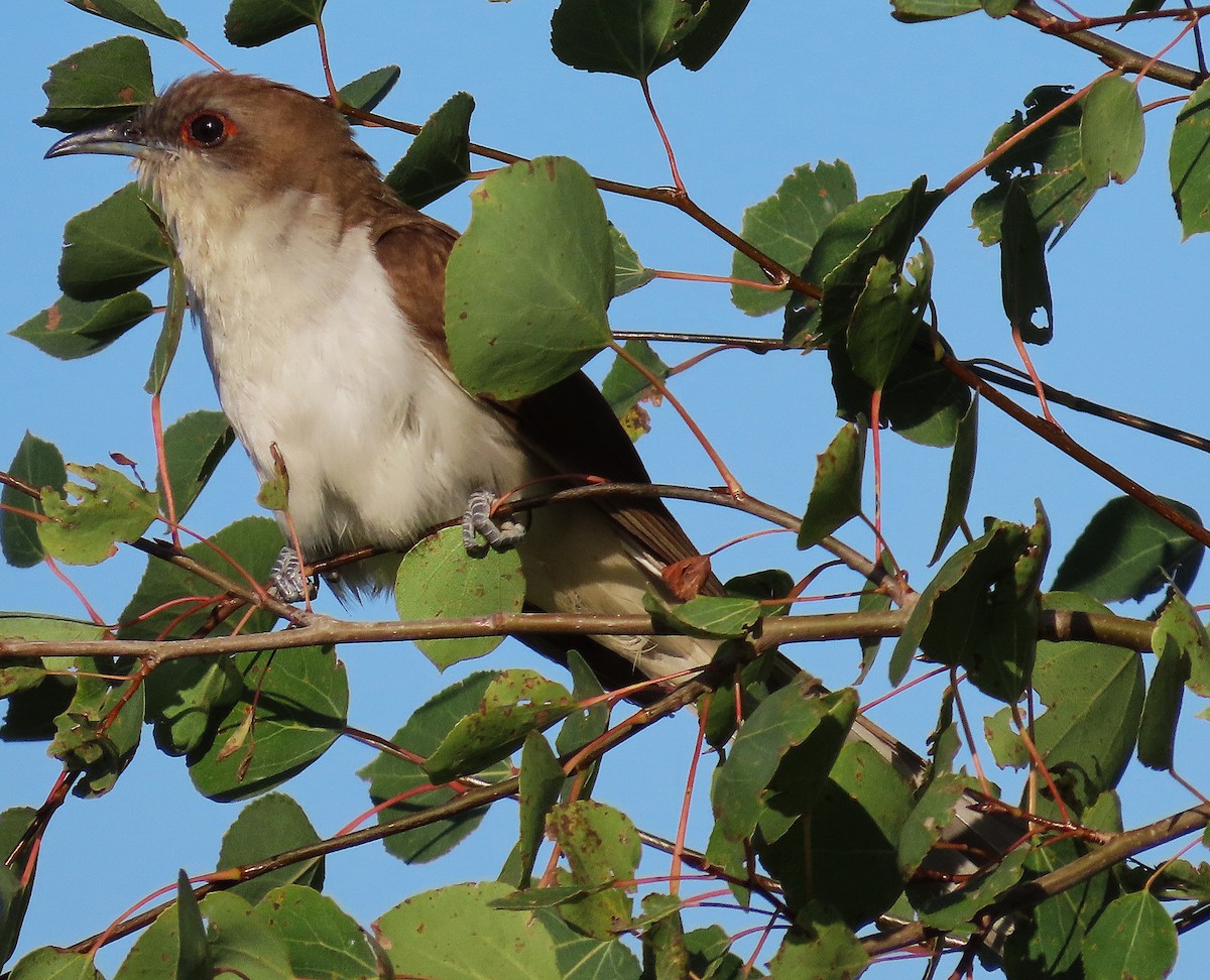 Black-billed Cuckoo - ML640867330
