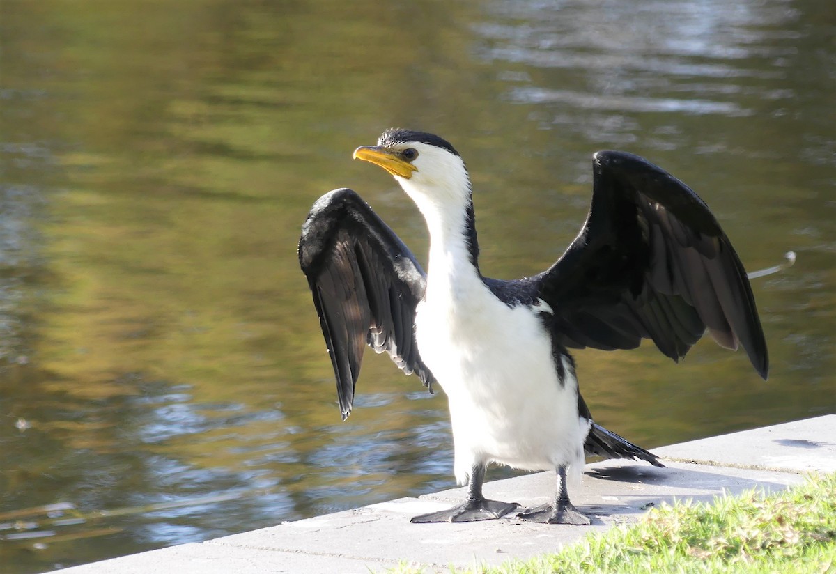 Little Pied Cormorant - ML640867339