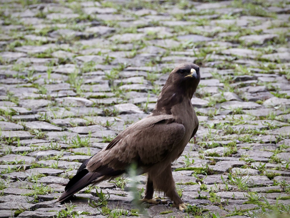 Wahlberg's Eagle - ML640867383