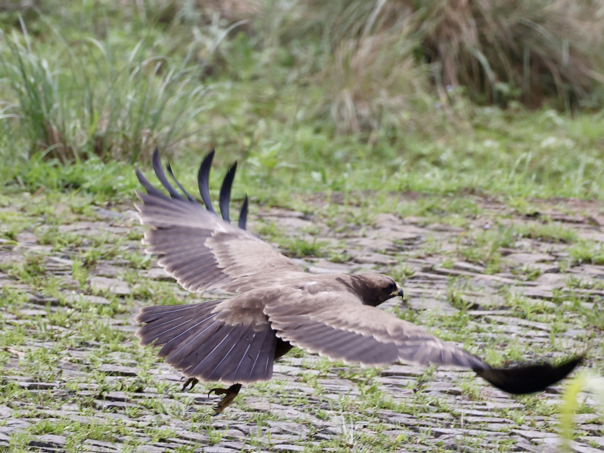 Wahlberg's Eagle - ML640867385