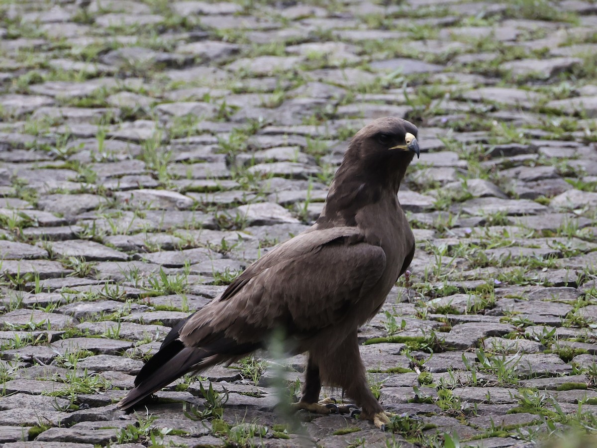 Wahlberg's Eagle - ML640867390