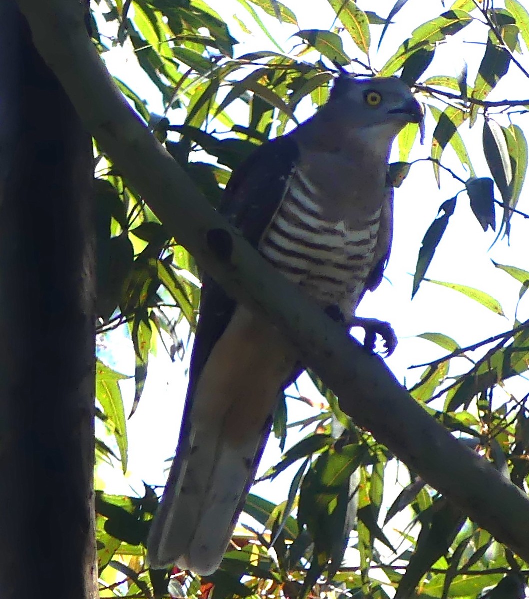 Pacific Baza - ML640867405