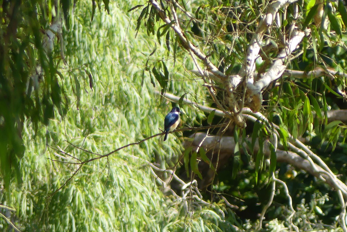 Forest Kingfisher - ML640867419