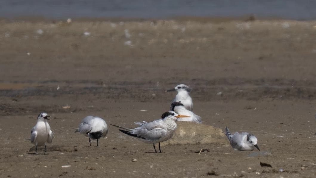 Elegant Tern - ML640867422