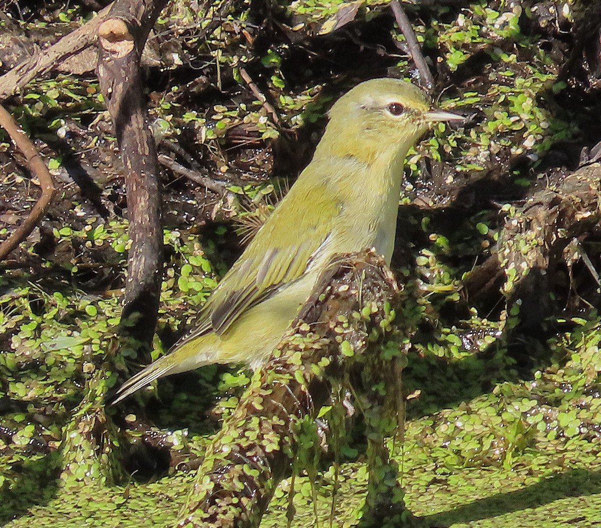Tennessee Warbler - ML640867463