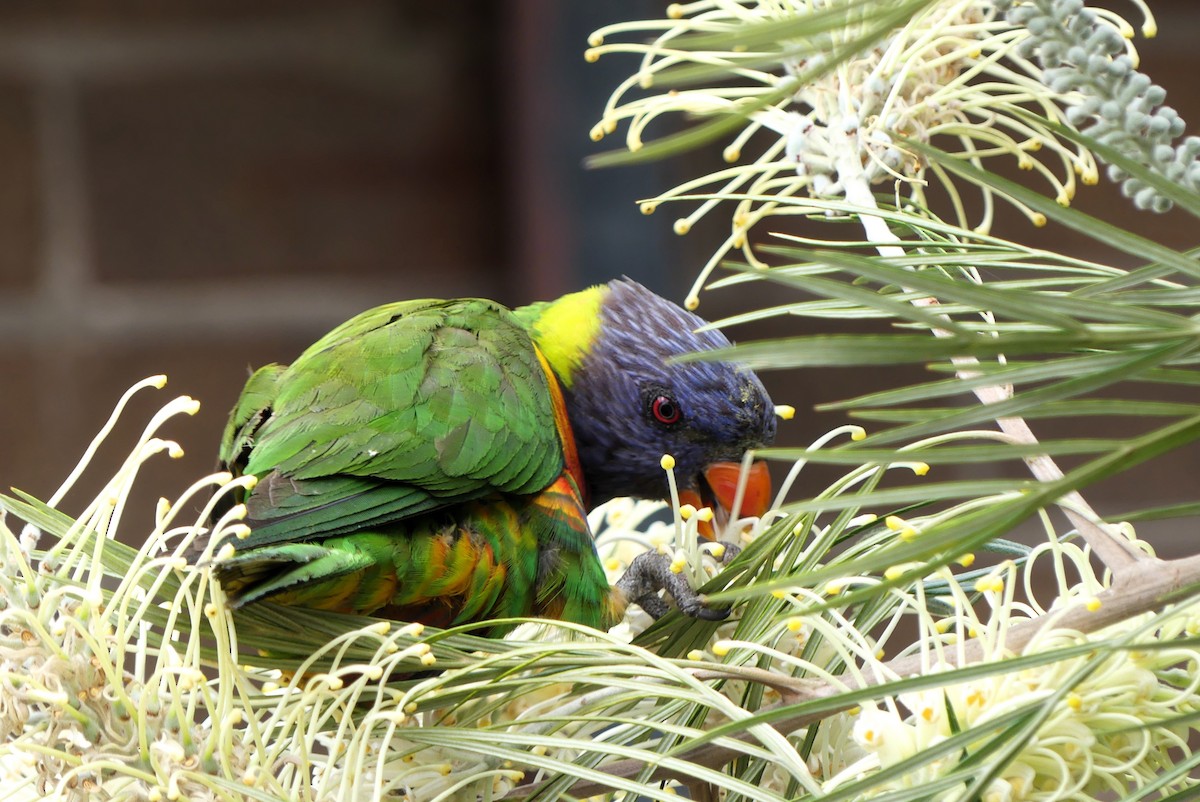 Rainbow Lorikeet - ML640867489