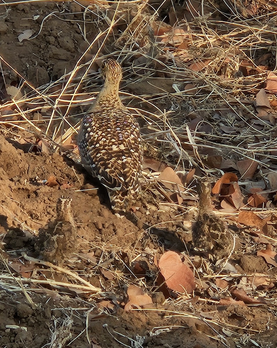 Double-banded Sandgrouse - ML640867494