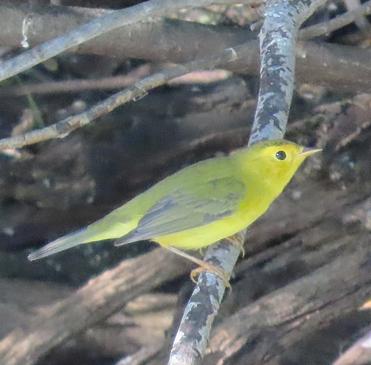 Wilson's Warbler - ML640867495