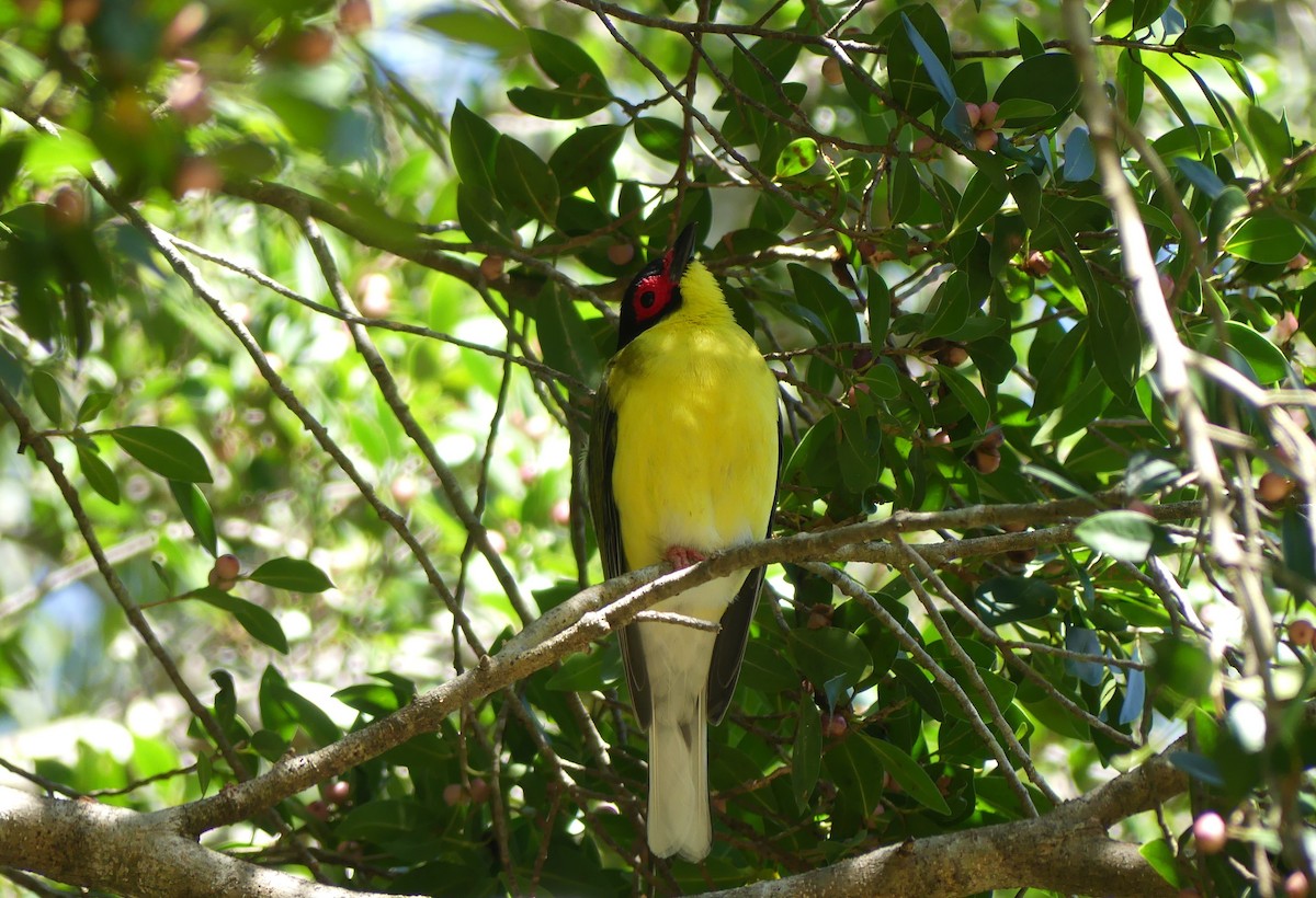 Australasian Figbird - ML640867509