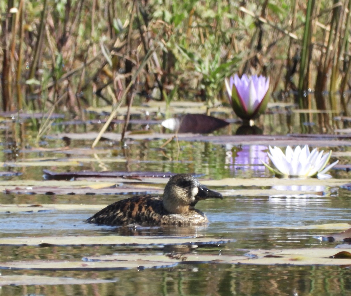 White-backed Duck - ML640867518