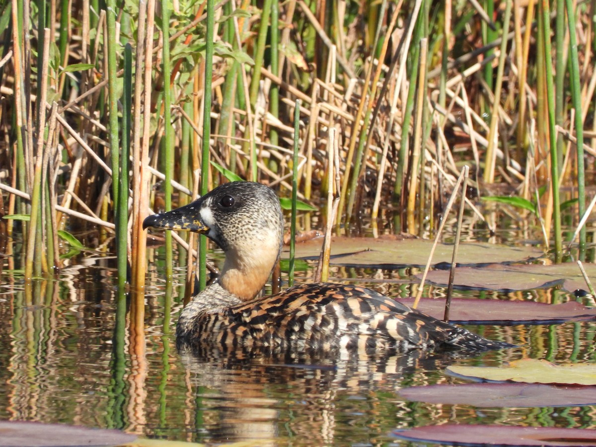 White-backed Duck - ML640867520