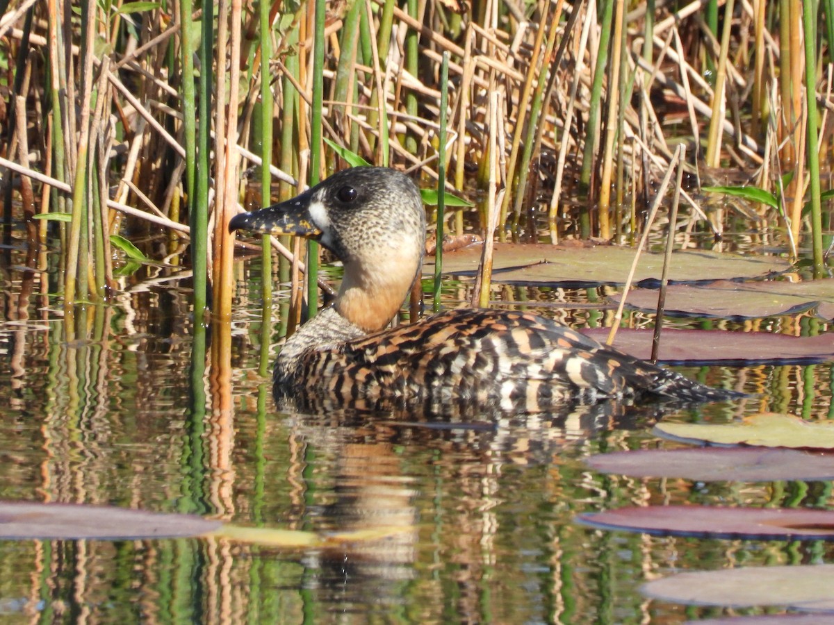 White-backed Duck - ML640867521