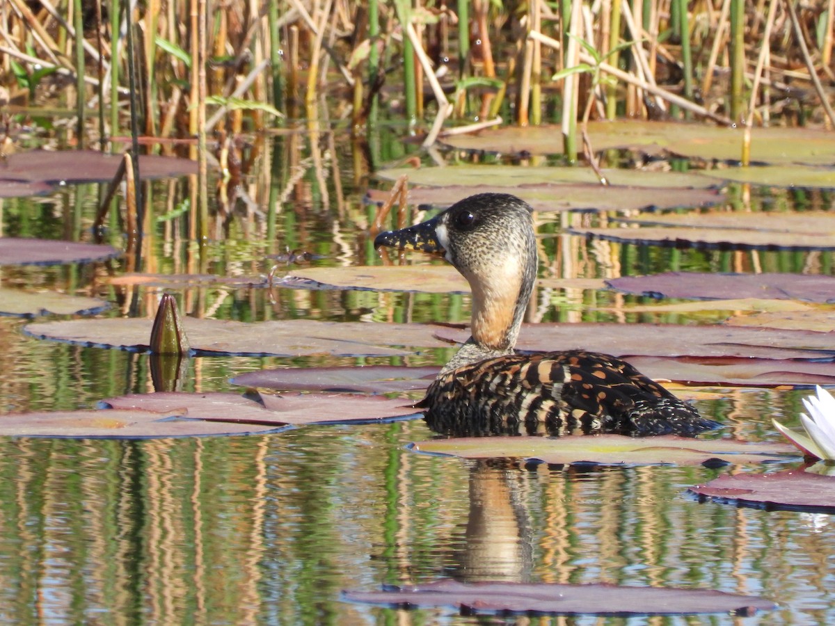 White-backed Duck - ML640867522