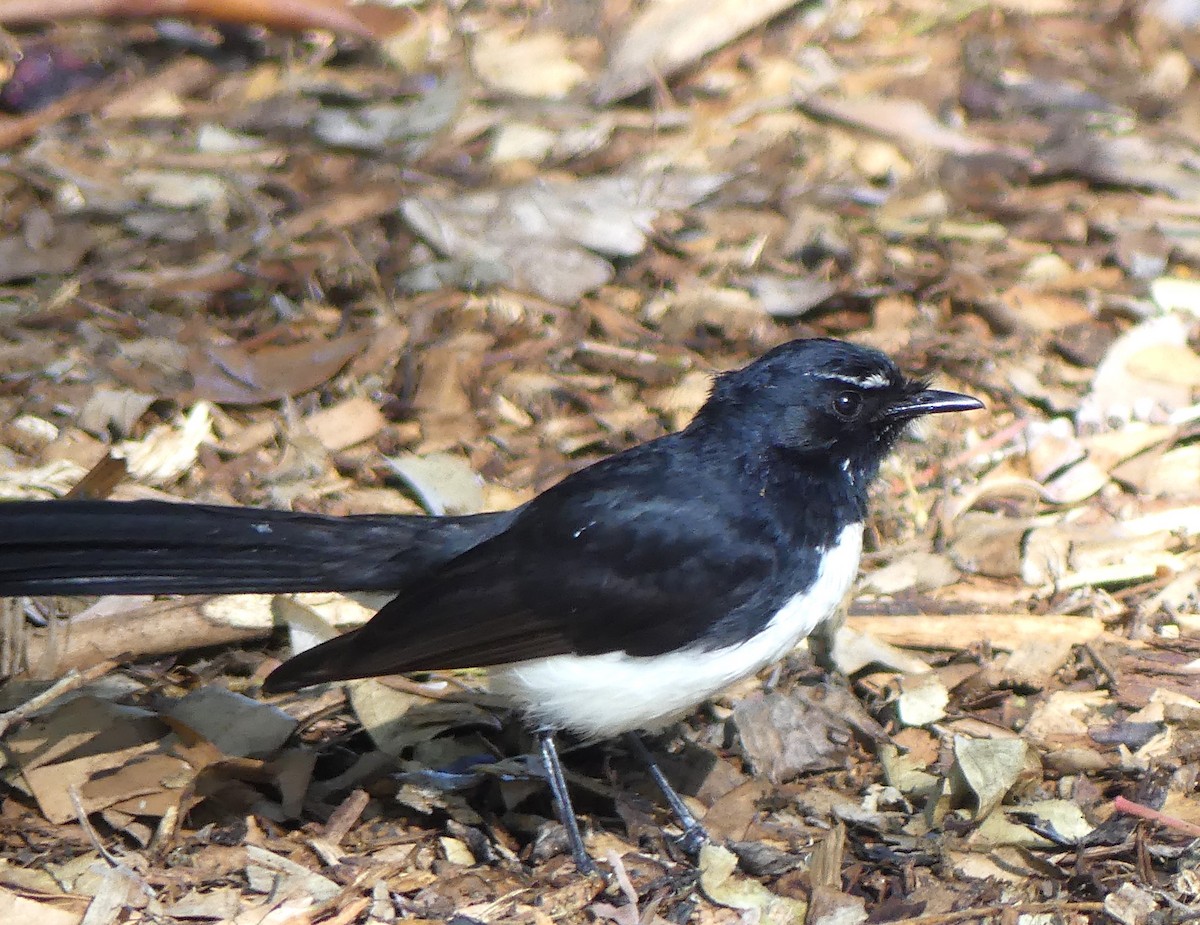 Willie-wagtail - ML640867550