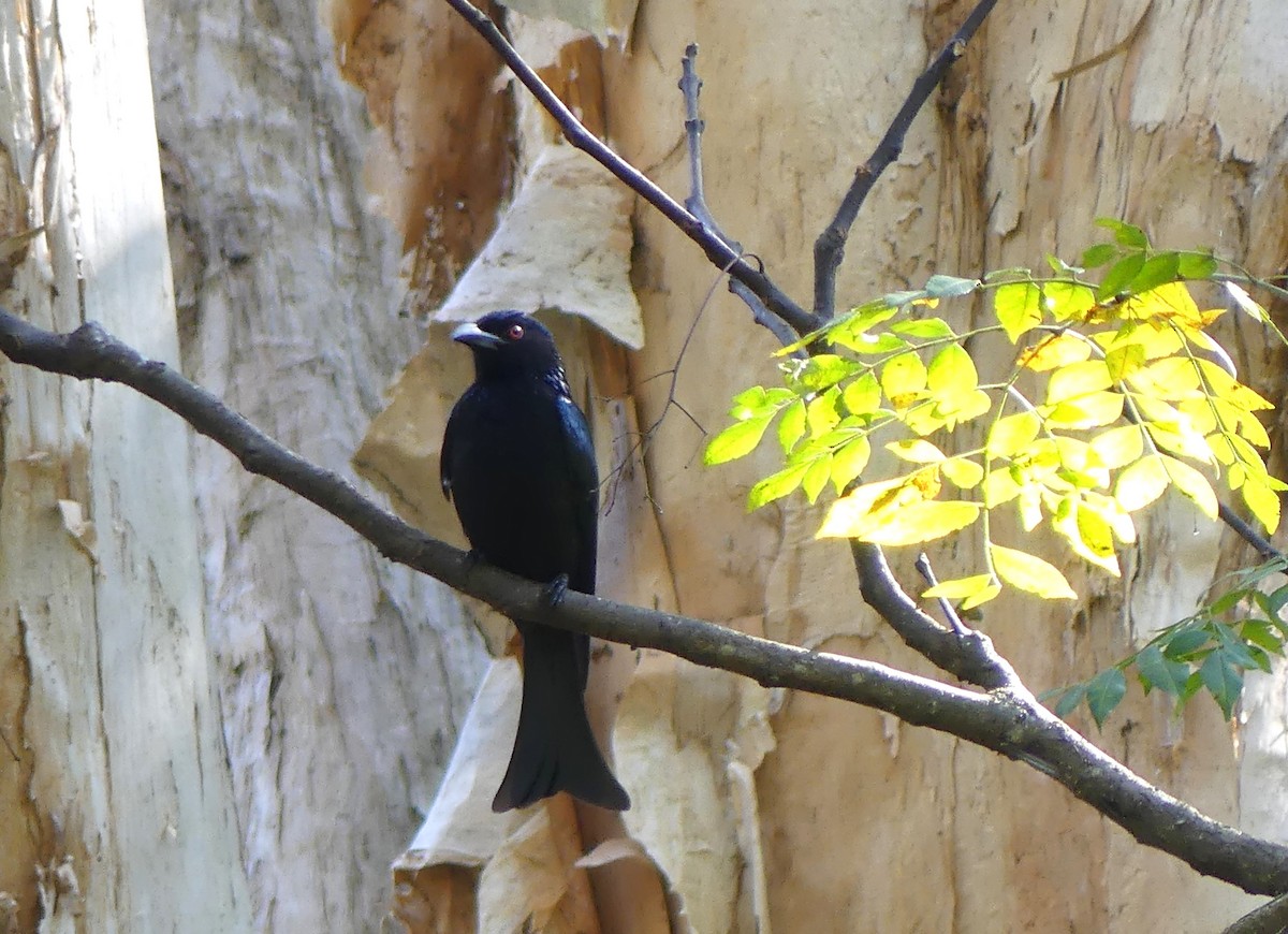 Spangled Drongo - ML640867558
