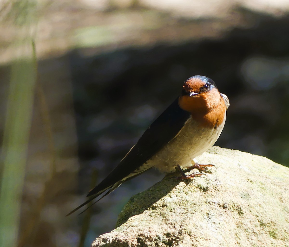 Welcome Swallow - ML640867568