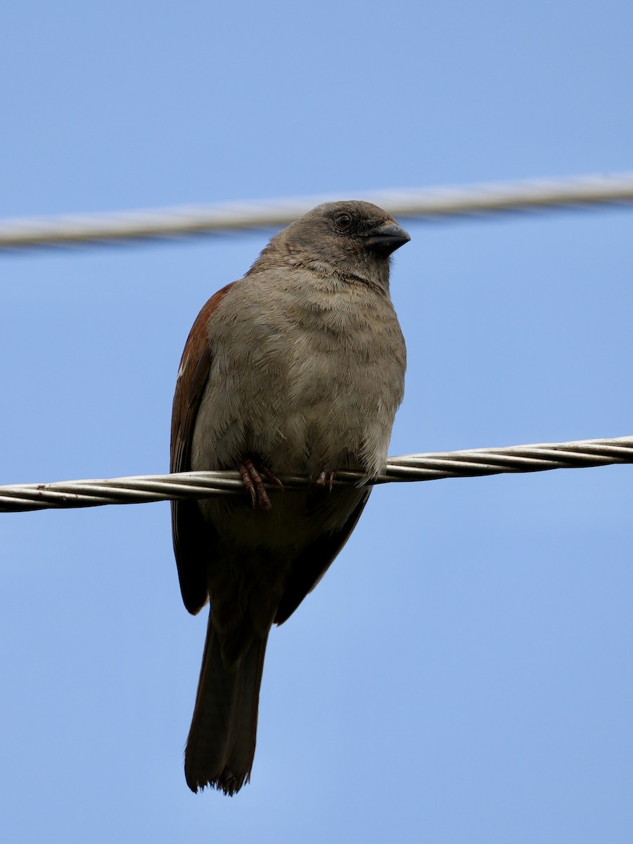 Swainson's Sparrow - ML640867569