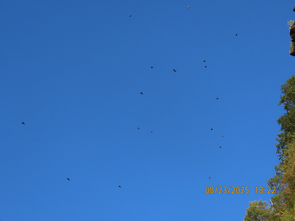 crow sp. - ML640867613