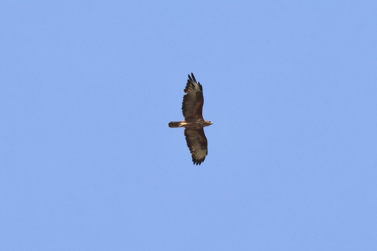 Mäusebussard (vulpinus/menetriesi) - ML640867631