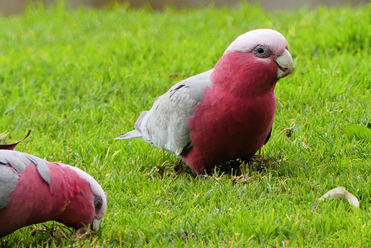 Galah - ML640867635