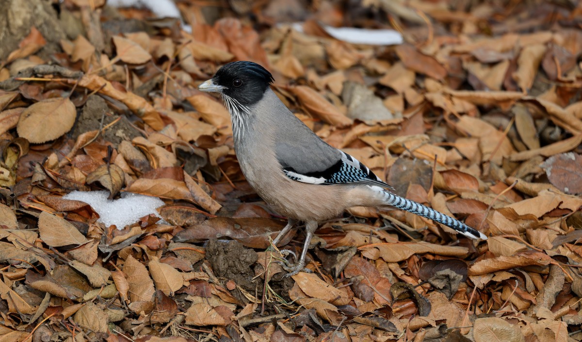Black-headed Jay - ML640867640