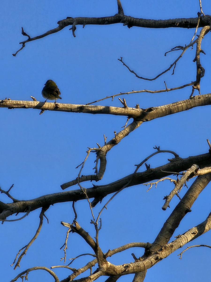 Papstfink - ML640867657