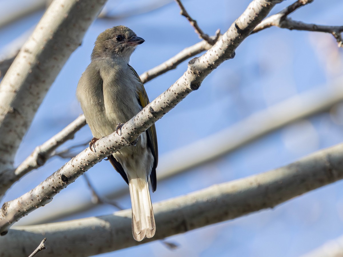 Lesser Honeyguide - ML640867665