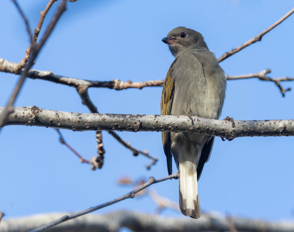 Lesser Honeyguide - ML640867666