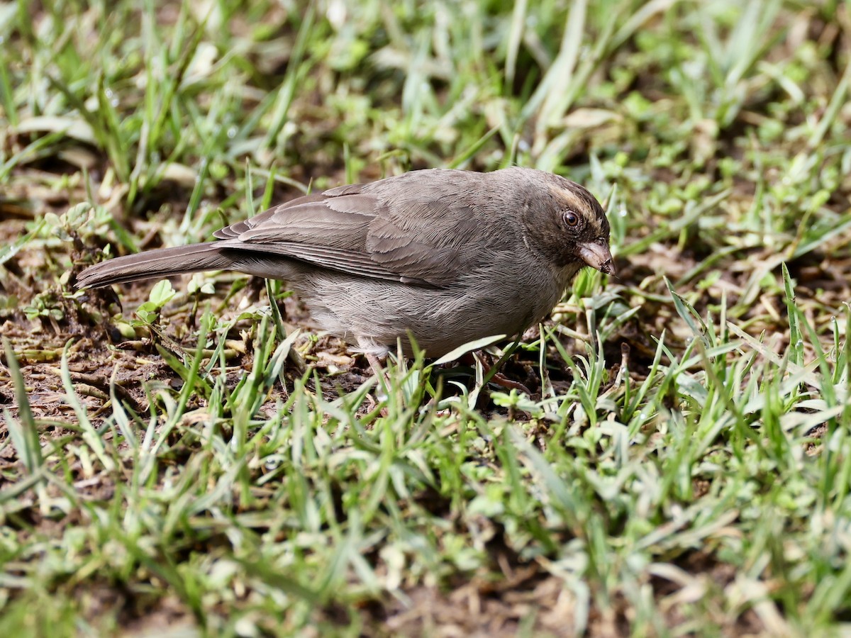 Brown-rumped Seedeater - ML640867668