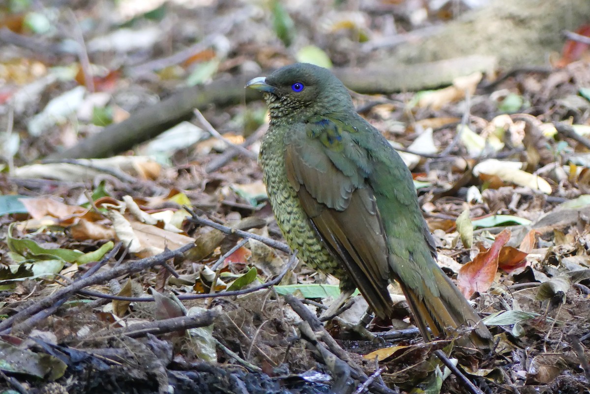 Satin Bowerbird - ML640867679