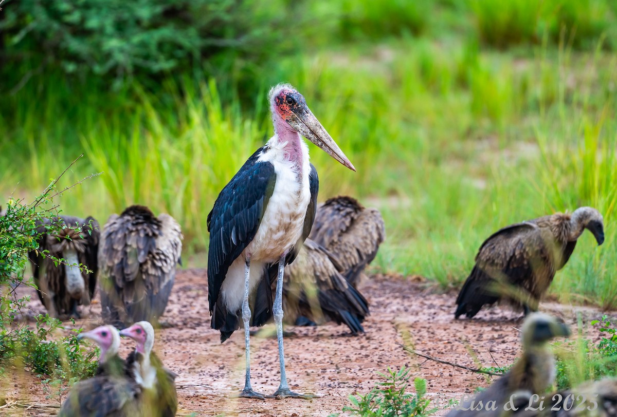 Marabou Stork - ML640867684