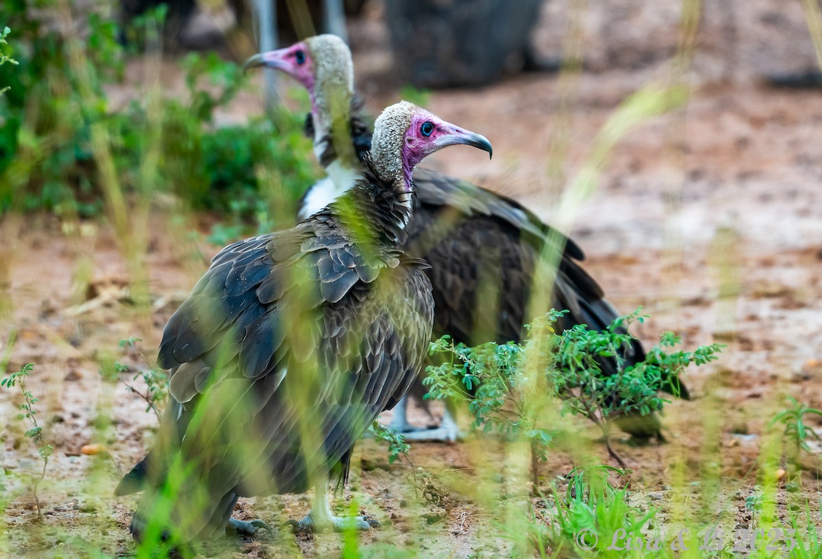 Hooded Vulture - ML640867686