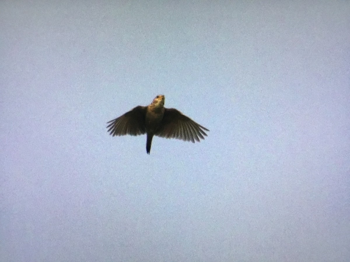 Singing Bushlark - ML640867691