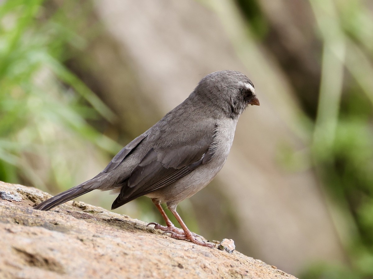 Brown-rumped Seedeater - ML640867692