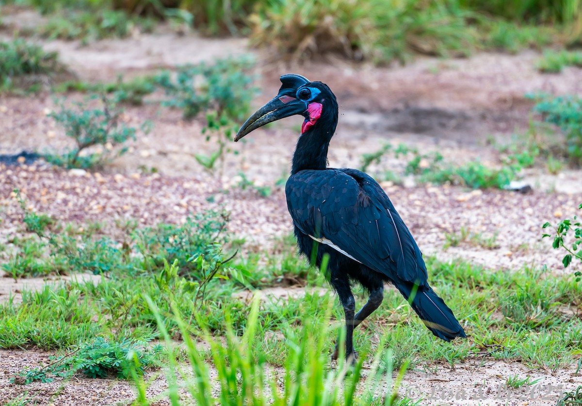Abyssinian Ground-Hornbill - ML640867693