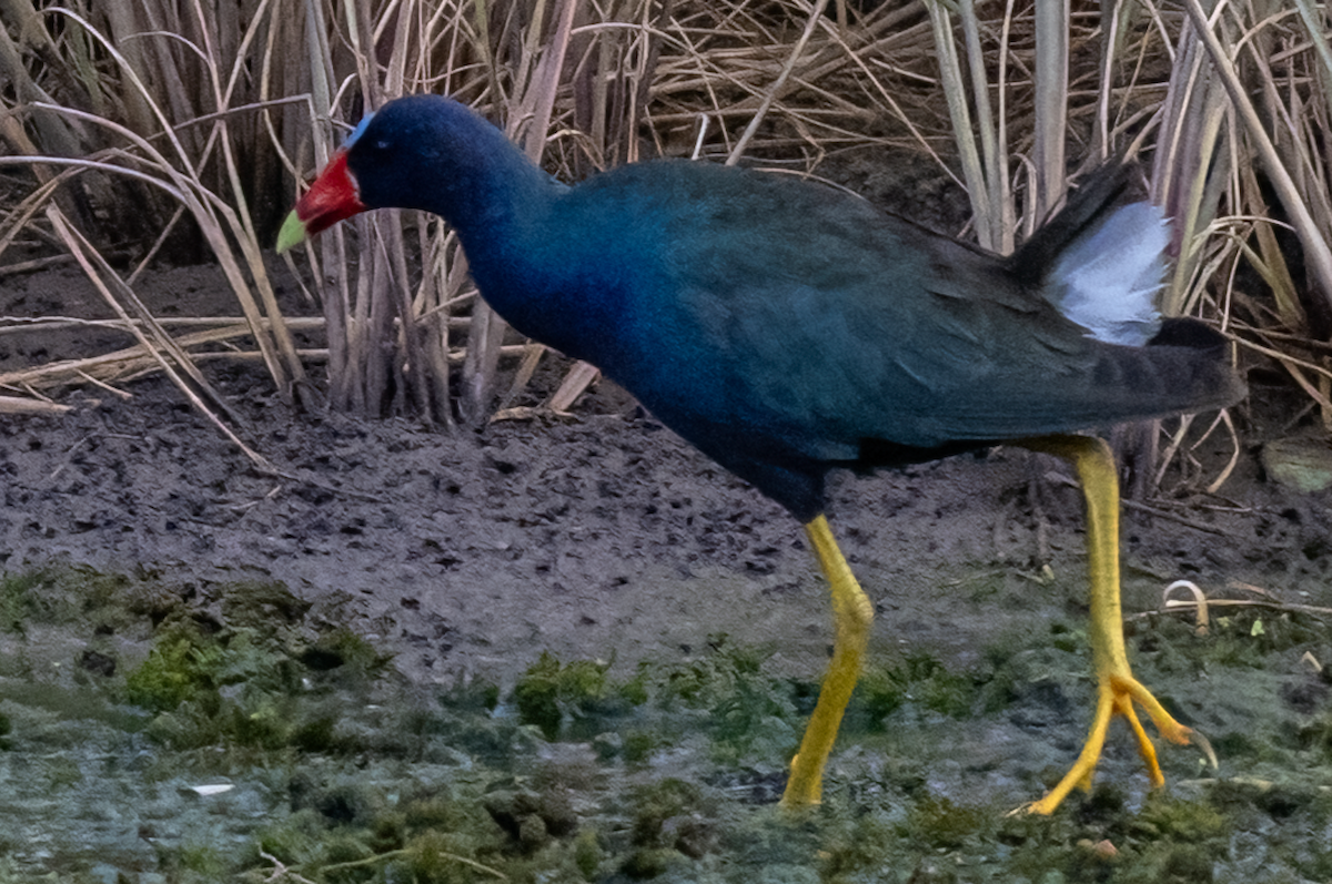 Purple Gallinule - ML640867694