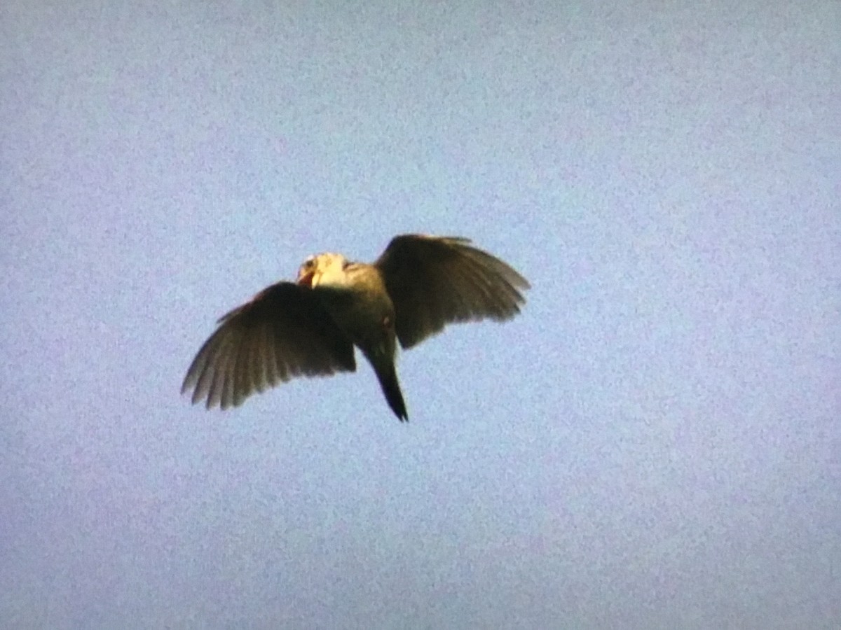 Singing Bushlark - ML640867706