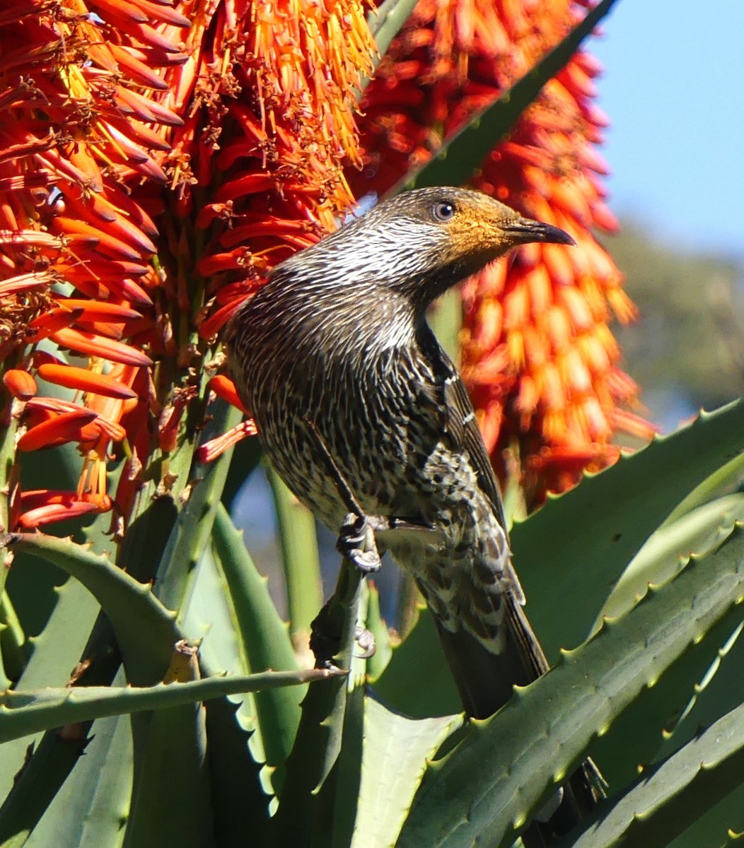 Little Wattlebird - ML640867711