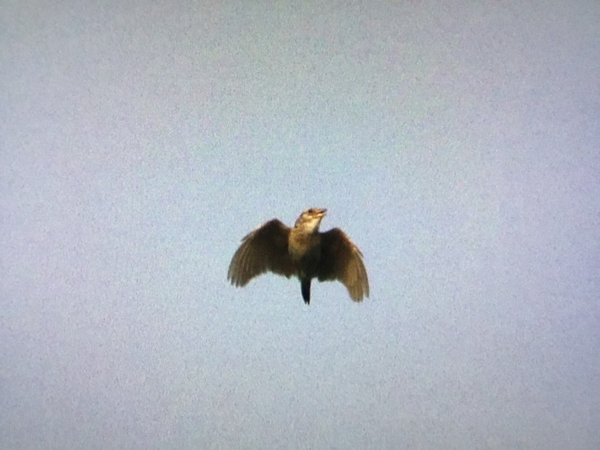 Singing Bushlark - ML640867749