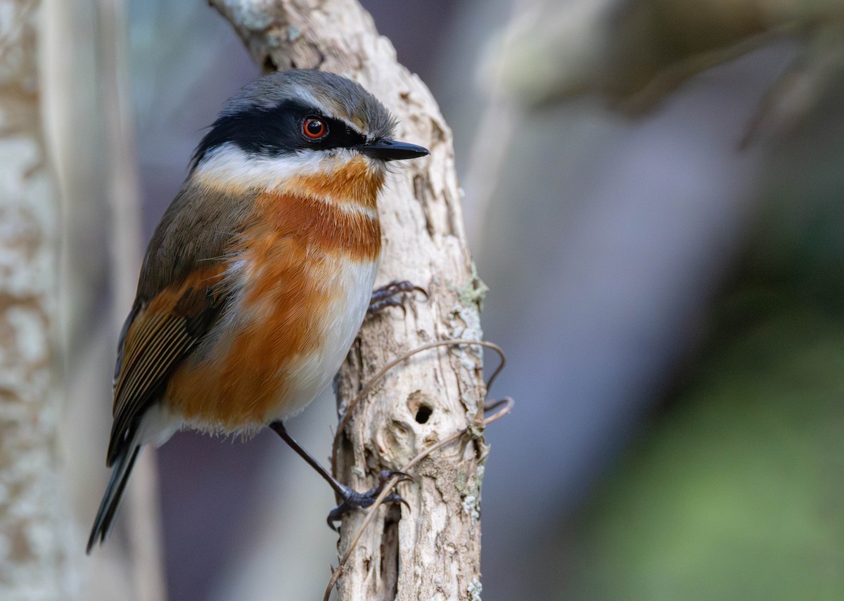 Pririt du Cap (capensis) - ML640867754